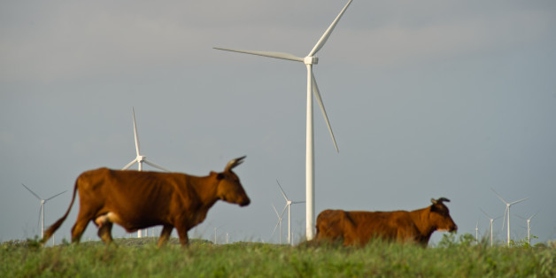 Cattle graze near wind turbines at the Avangrid Renewables' Baffin Wind Power Project in Sarita, Texas, U.S., on Wednesday, June 14, 2017. In the cut-throat Texas energy market, the construction of coastal wind turbinessome 900 in allhas had a profound impact. It's been terrific for consumers, helping further drive down electricity bills, but horrible for natural gas-fired generators. Photographer: Eddie Seal/Bloomberg via Getty Images