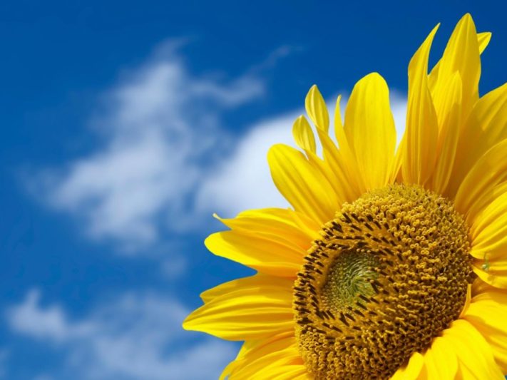 zonnebloem