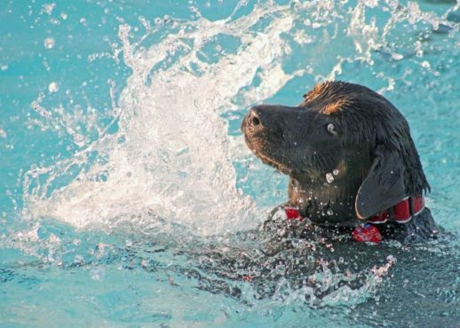 Hund_im_Wasser
