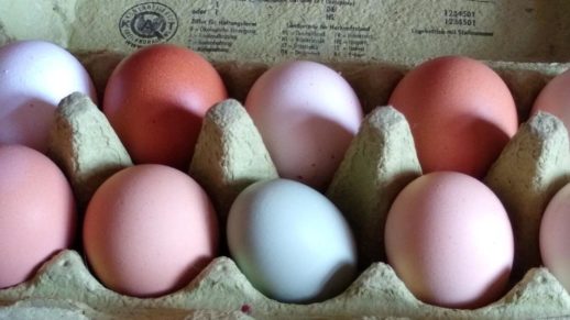 eier-web_0