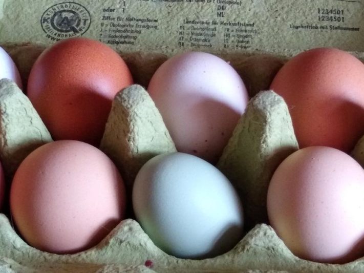 eier-web_0