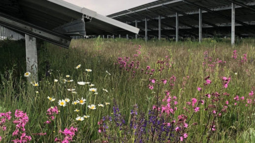 Solarpark_Blumen_c_Christina_Graetz_nagolare