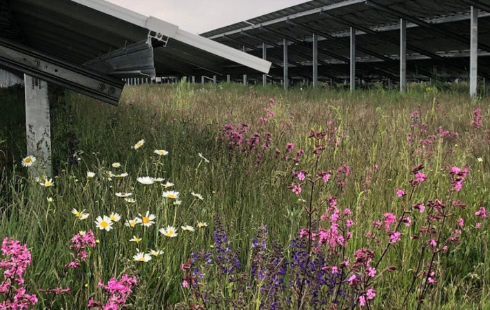 Solarpark_Blumen_c_Christina_Graetz_nagolare