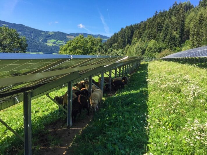 eco-tec.at_Photovoltaik-Blumenwiese-800x599