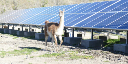 Tesvolt_Patagonien_Lama_Wasser-Photovoltaik-Specher-Anlage_2020-1024x512