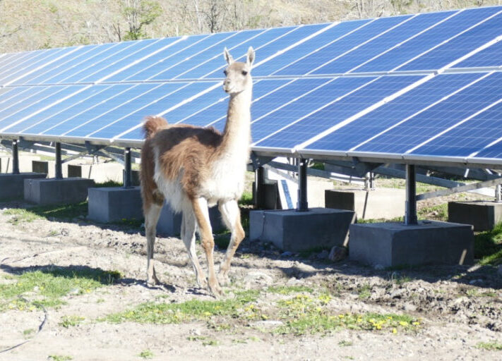 Tesvolt_Patagonien_Lama_Wasser-Photovoltaik-Specher-Anlage_2020-1024x512