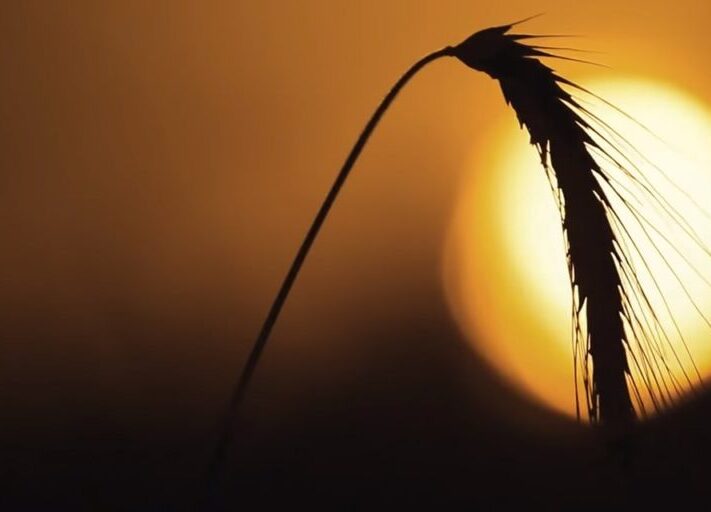 Weizen_Sonne_Landwirtschaft-e1600330982284-1024x512