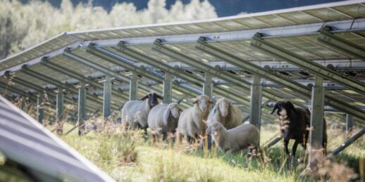 Maxsolar_Schafweide_Schafe_Solarpark_2020-scaled-e1602075218787-1024x512