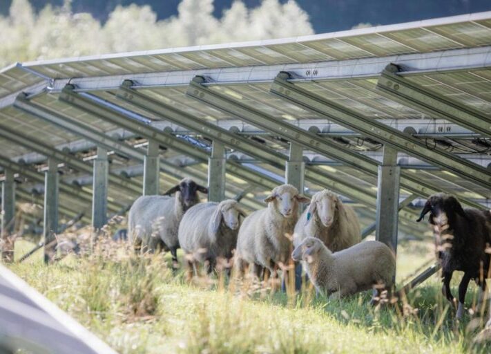 Maxsolar_Schafweide_Schafe_Solarpark_2020-scaled-e1602075218787-1024x512