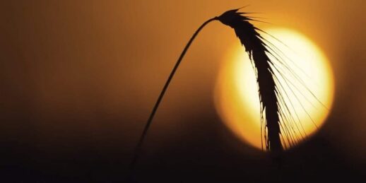 Weizen_Sonne_Landwirtschaft-e1600330982284