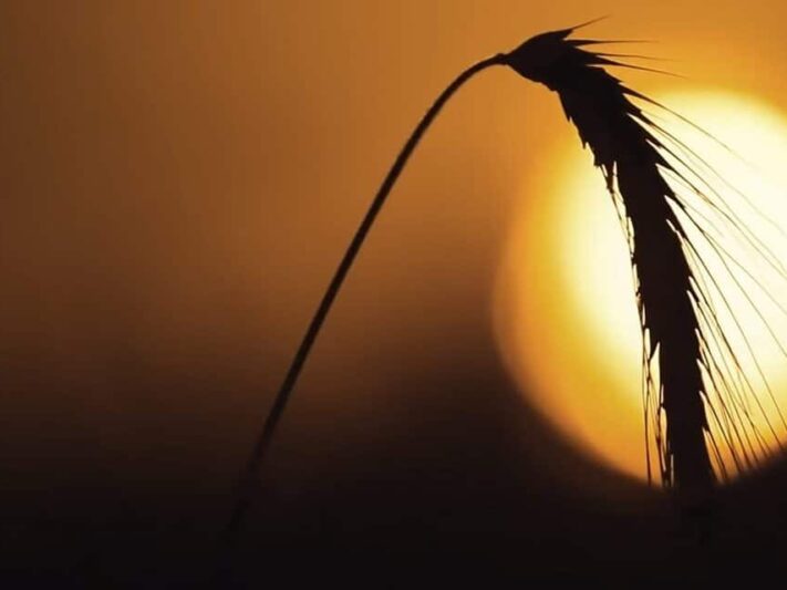Weizen_Sonne_Landwirtschaft-e1600330982284