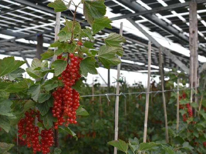 AgroPVNL.BayWa_