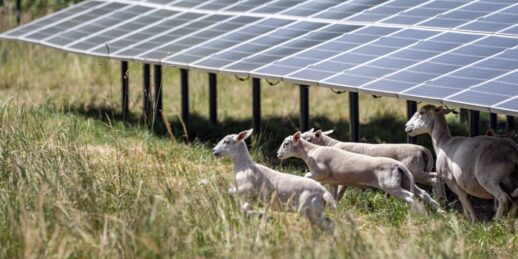 Solarpark-Zwiefaltendorf_Beweidung-mit-Schafen-2_c_EnBW-scaled-e1606996868299-1536x768