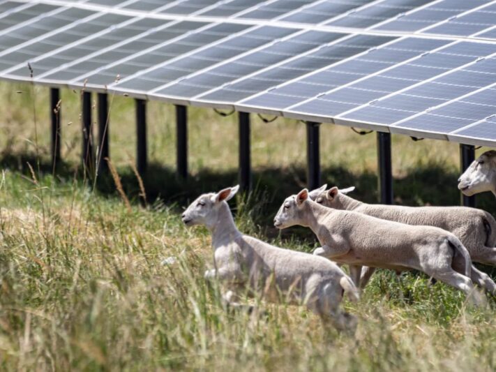 Solarpark-Zwiefaltendorf_Beweidung-mit-Schafen-2_c_EnBW-scaled-e1606996868299-1536x768