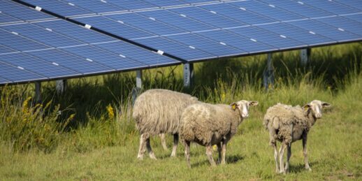 Baywa_re_Solarpark_Schafe_Militaerbasis_Frankreich_2021-e1618389865683-1536x768