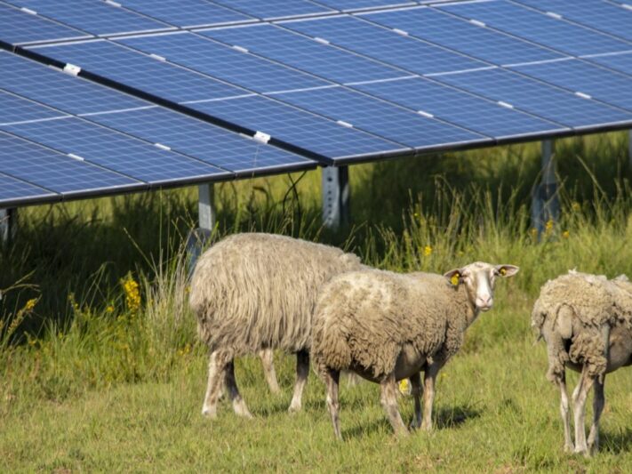 Baywa_re_Solarpark_Schafe_Militaerbasis_Frankreich_2021-e1618389865683-1536x768