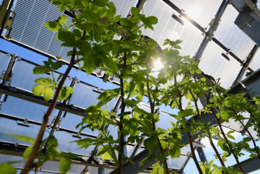 6_Dynamic-light-transmission_Agro_Photovoltaik_Schweiz_Himbeeren_credit-Matthias-Baumann_Agroscope-1-1024x683