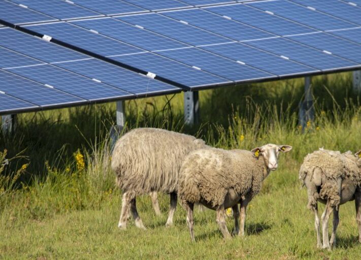 Baywa_re_Solarpark_Schafe_Militaerbasis_Frankreich_2021-e1618389865683-1024x512