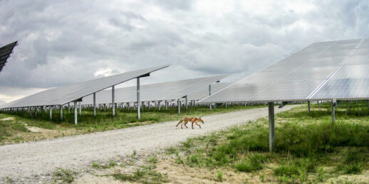 Copyright Paul-Langrock.de. Errichtung EnBW Solarpark Werneuchen. Bundesland Brandenburg. 20. Juli 2021